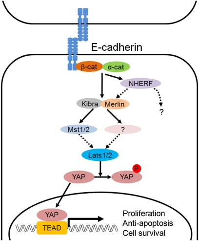 Fig. 6.