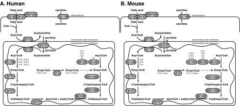 Fig. 1