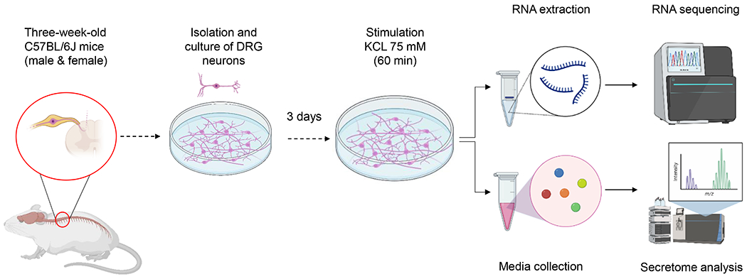 Figure 1: