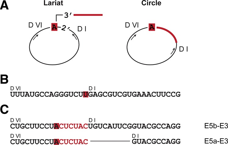 FIGURE 4.