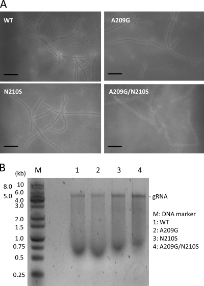 Fig. 11.