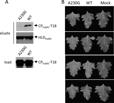 Fig. 13.