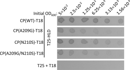 Fig. 10.