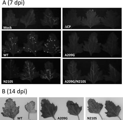 Fig. 8.