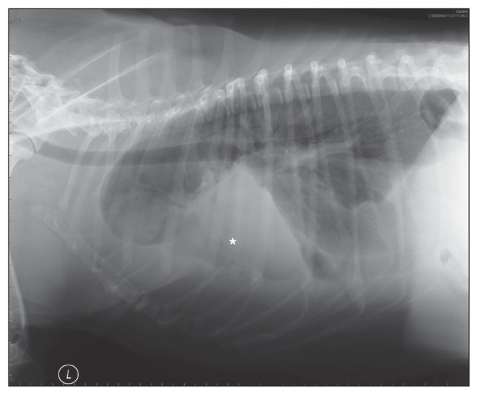 Lung lobe torsion in 35 dogs and 4 cats - PMC