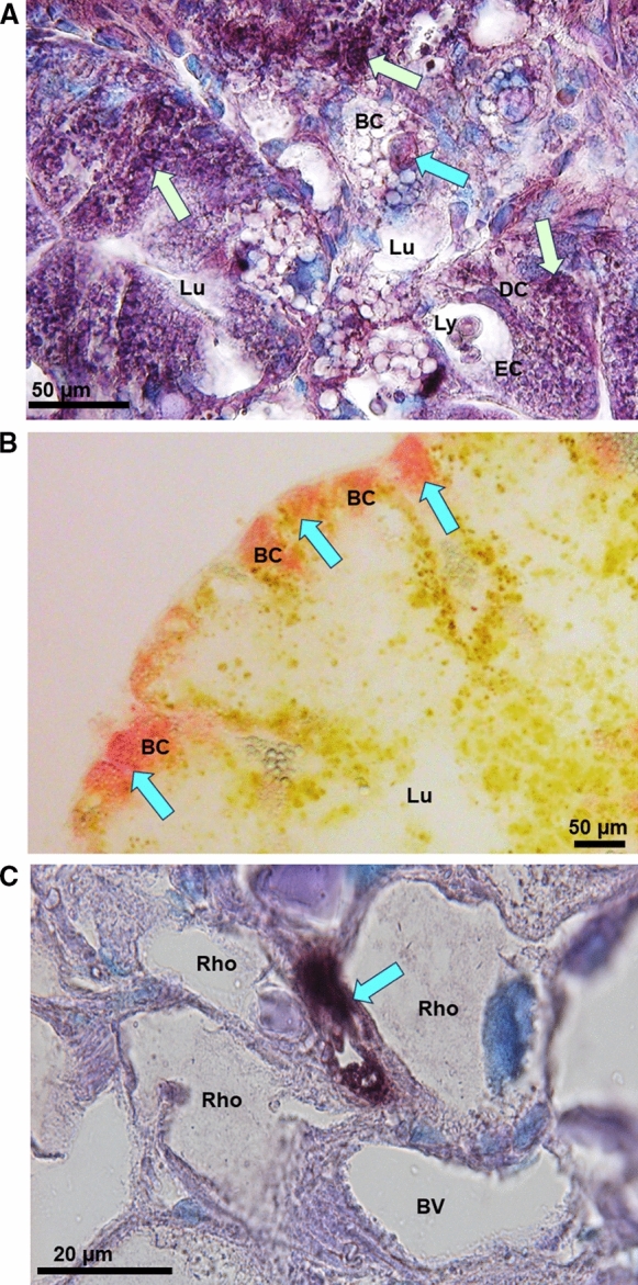 Fig. 7