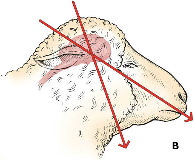 Figure 18