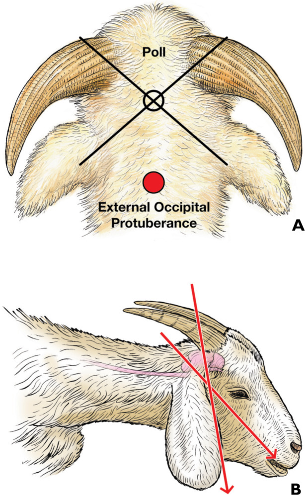 Figure 19