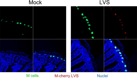 FIG. 4.