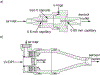 Fig. 2: