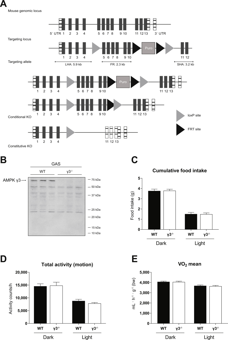 Supplementary Figure 1