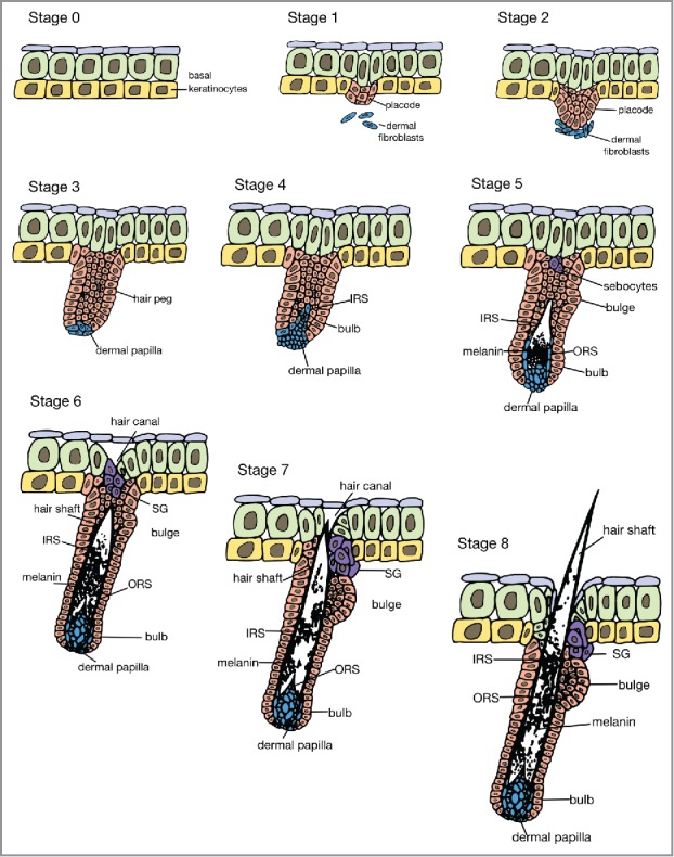 FIGURE 4.