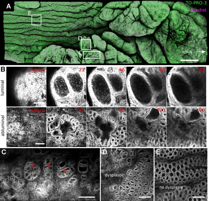 Fig. 8.