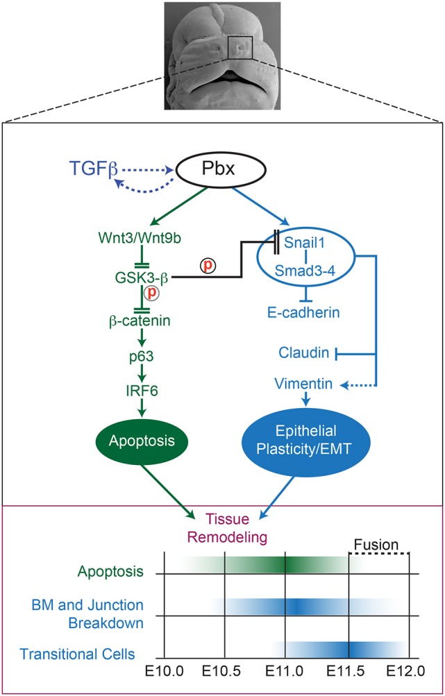 Fig. 8.