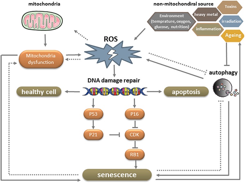 FIGURE 4