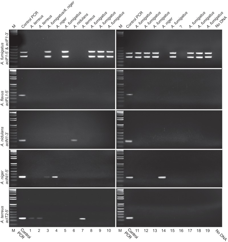 Fig 5