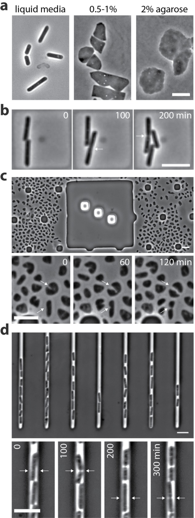 FIGURE 2: