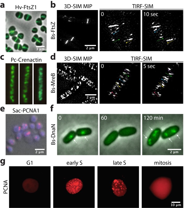 FIGURE 3: