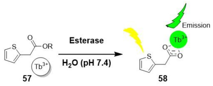 Scheme 13