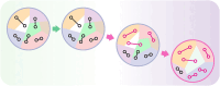 Graphical Abstract