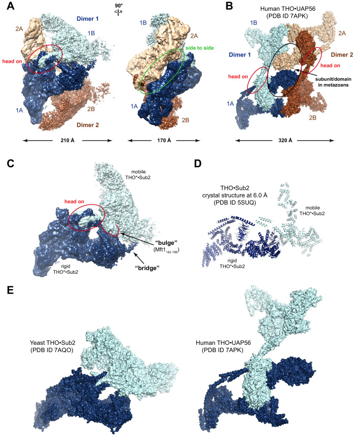 Figure 2—figure supplement 2.