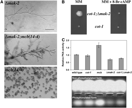 Figure 2.—