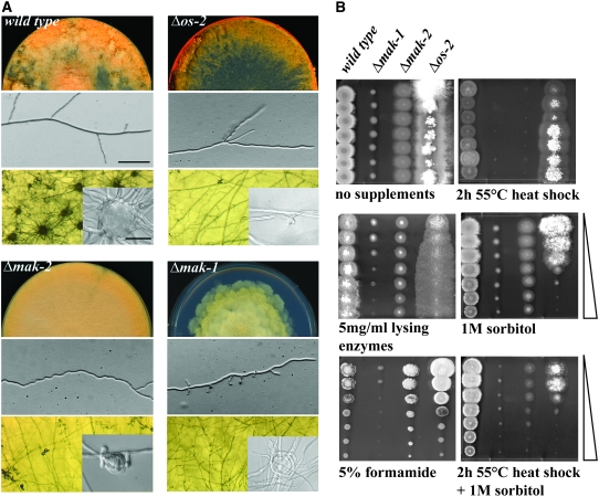 Figure 3.—