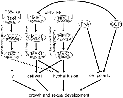 Figure 7.—