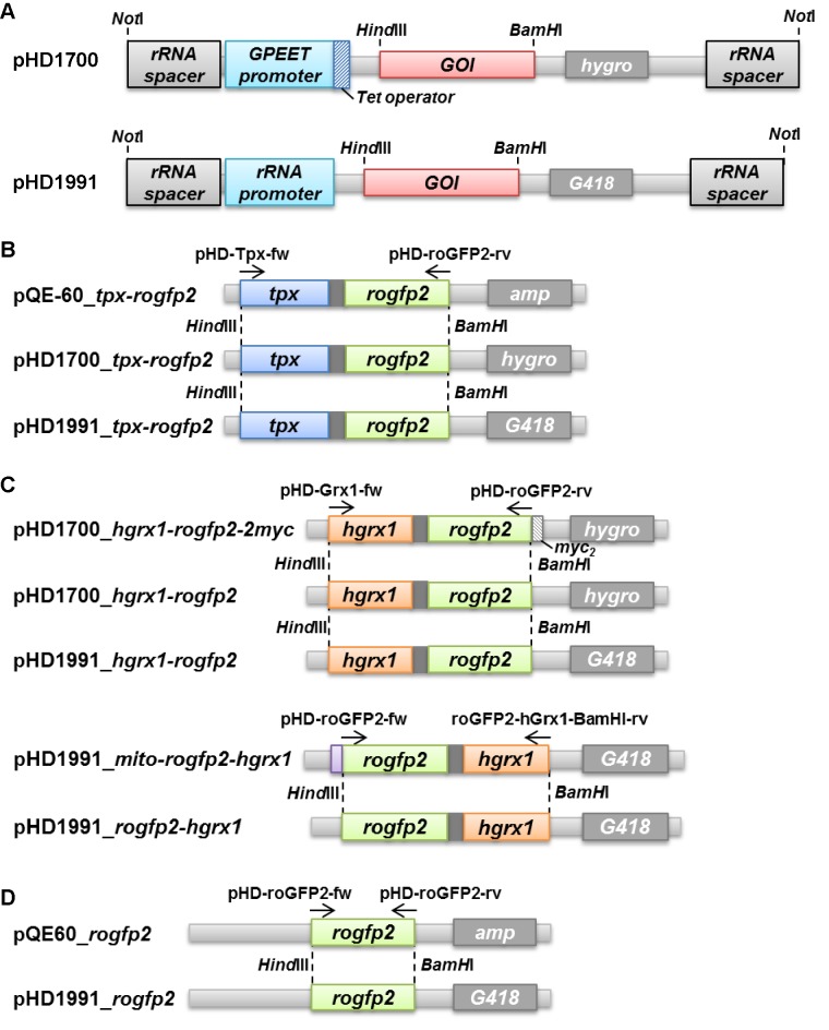 Figure 3—figure supplement 1.