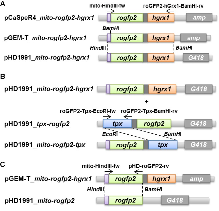 Figure 7—figure supplement 1.