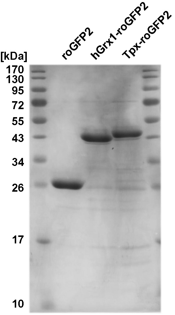 Figure 1—figure supplement 1.