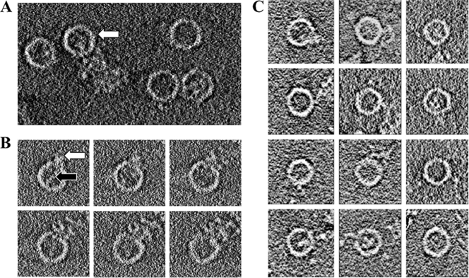 FIG. 1.