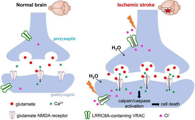 graphic file with name nihms-1608473-f0008.jpg