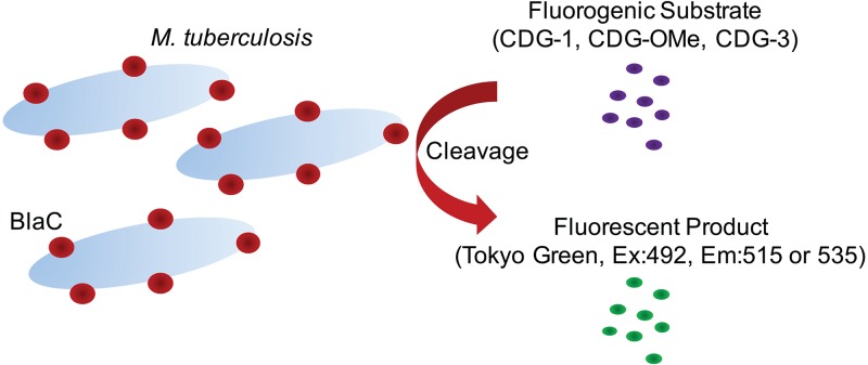 FIG 1