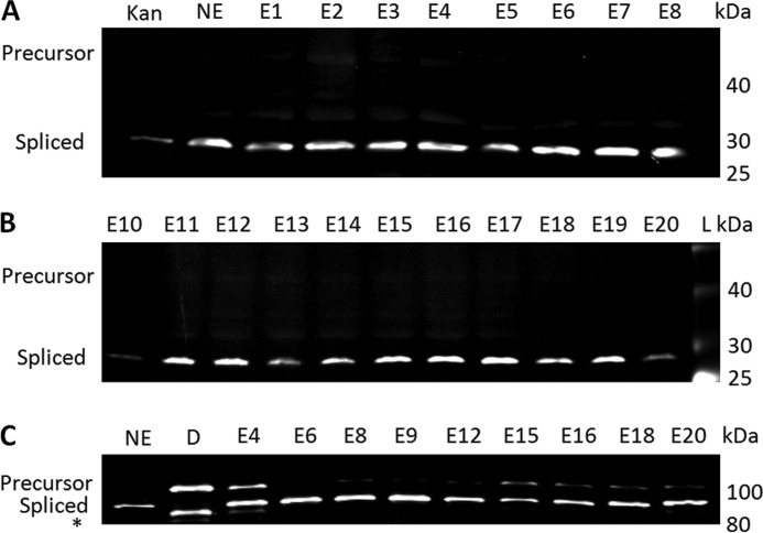 FIGURE 4.