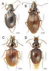 Figure 37.