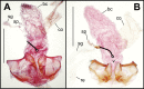 Figure 44.