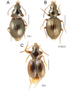 Figure 38.