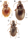 Figure 12.