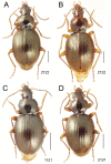 Figure 20.