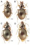 Figure 35.