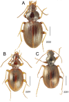 Figure 29.