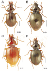 Figure 21.
