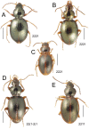 Figure 31.
