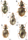 Figure 32.