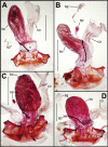 Figure 33.