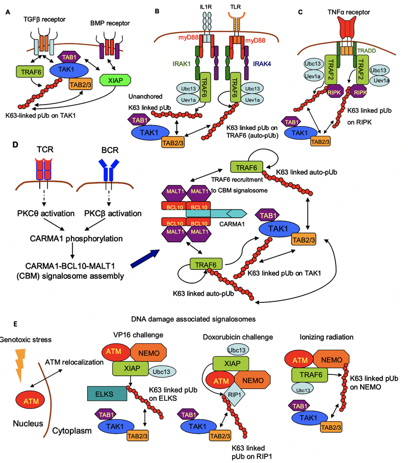 Multifaceted Roles of TAK1 Signaling in Cancer - PMC