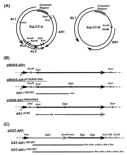 FIG. 1