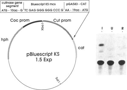 graphic file with name pnas01068-0315-a.jpg