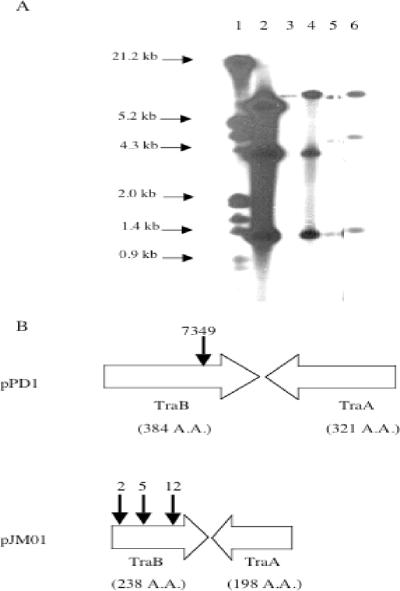 FIG. 2.